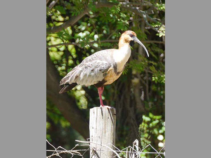Ibis  - Chile